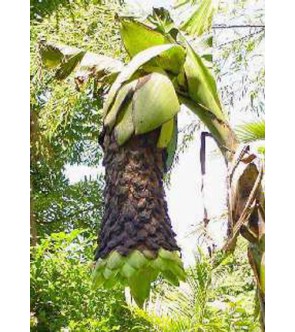 Ensete glaucum