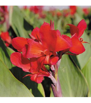 Canna Indica Inferno