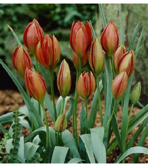 Tulipano selvatico Hageri