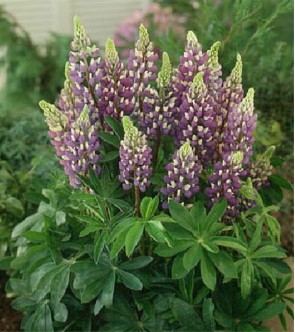 Lupinus ( lupino ) The...