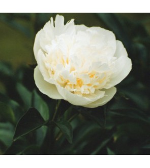 Paeonia officinalis Alba Plena