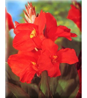 Canna Indica Firebird