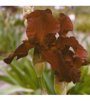 Iris germanica profumato...