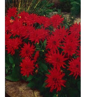 Dalia border nana Red Pigmy