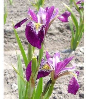 Iris versicolor