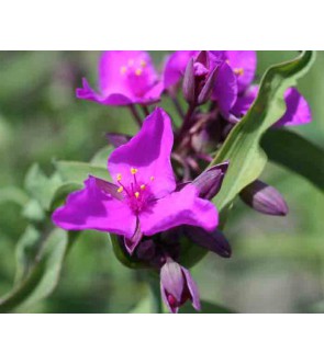 Tradescantia andersoniana...