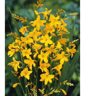 Crocosmia a fiore grande...