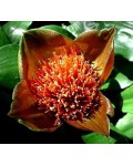 Haemanthus membranaceus (...