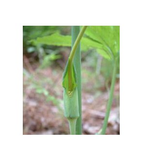 Arisaema draconitum