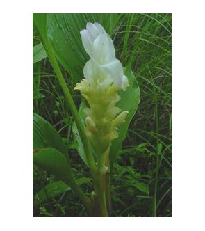 Curcuma longa