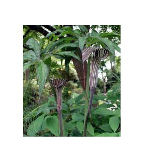 Arisaema consanguineum