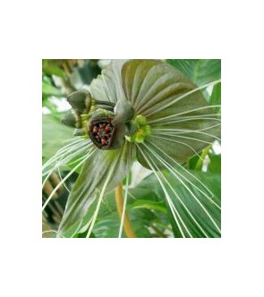 Tacca chantieri Green Isle