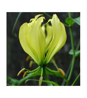 Gloriosa greenii