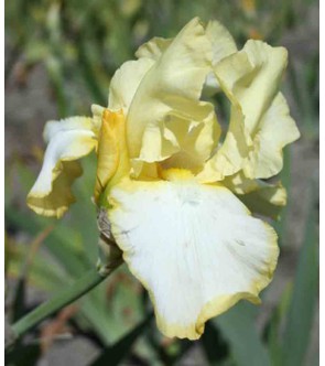 Iris germanica rifiorente...