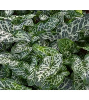 Arum italicum marmoratum