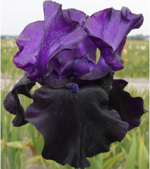 Iris germanica Black Dragon