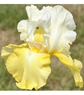 Iris germanica Wedding Candles