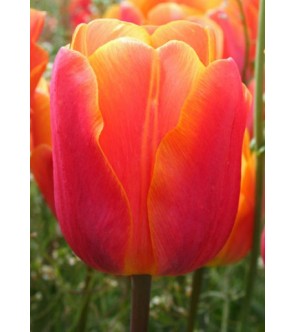 Tulipano stelo lungo Dow Jones