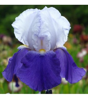 Iris germanica rifiorente...