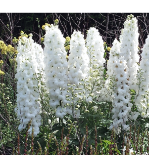 Delphinium Magic Fountain...