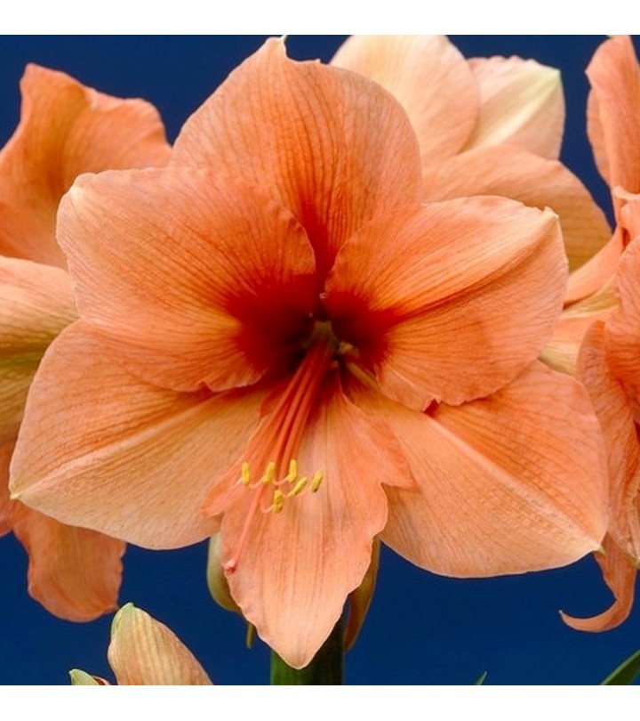 Amaryllis Rilona