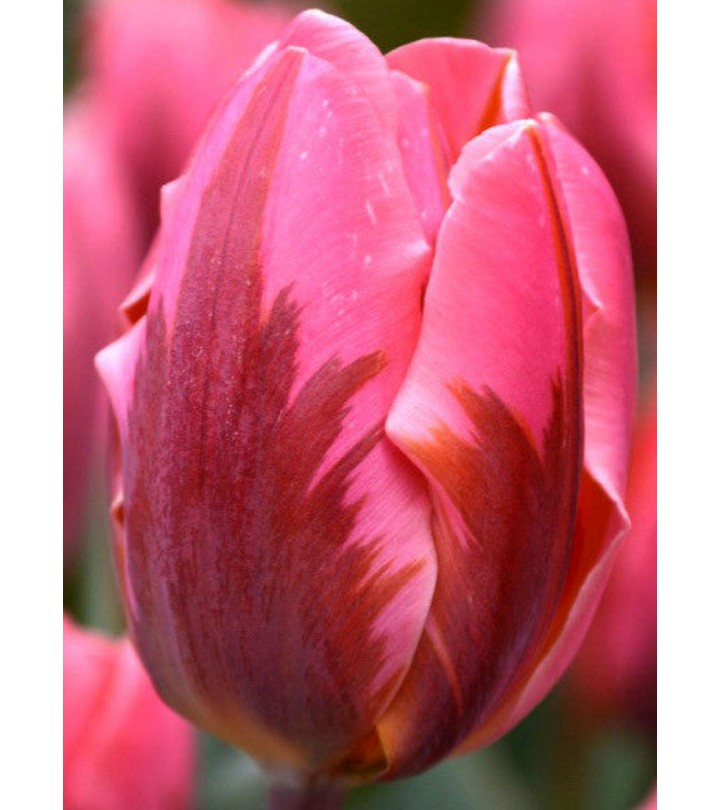 Tulipano stelo lungo Pretty Princess Confezione 10