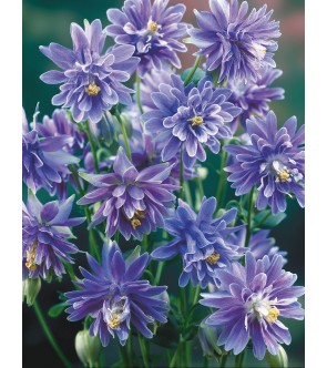 Aquilegia Christa Barlow NUOVO