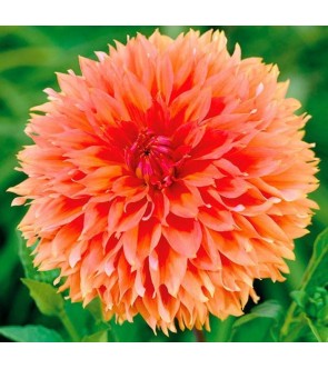 Dalia decorativa Orange Fubuki