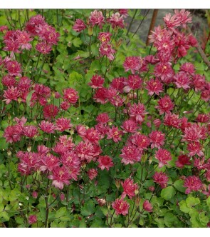 Aquilegia Ruby Port