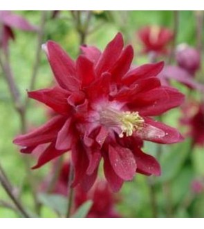 Aquilegia Ruby Port