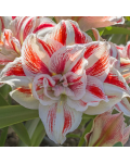 Amaryllis Bright Nimph