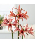 Amaryllis Rose Cybister