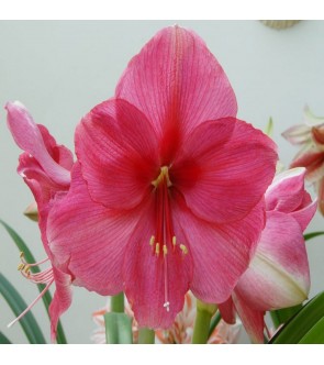 Amaryllis Pink Surprise