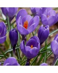 Crocus Aqua NOVITA'