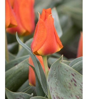 Tulipano botanico Orange...