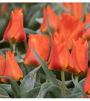Tulipano botanico Orange Emperor