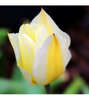 Tulipano botanico Purissima