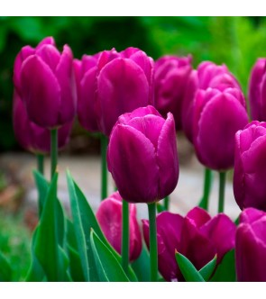 Tulipano stelo lungo Purple...
