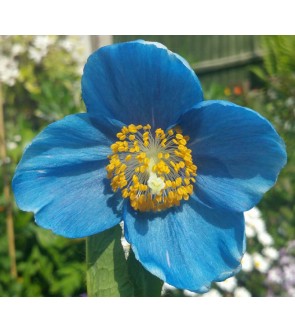 Meconopsis lingholm