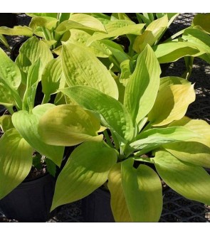 Hosta Sunny Halcyon NOVITA' VASO