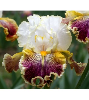 Iris germanica profumato...