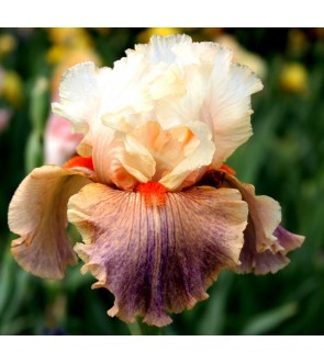 Iris germanica Giulia novità