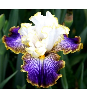 Iris germanica profumato...