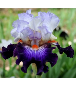 Iris germanica profumato...