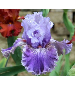 Iris germanica profumato...