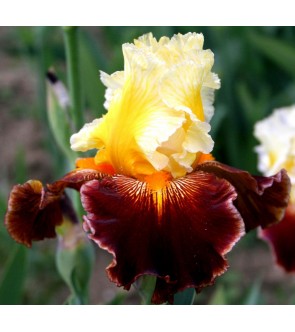 Iris germanica profumato...