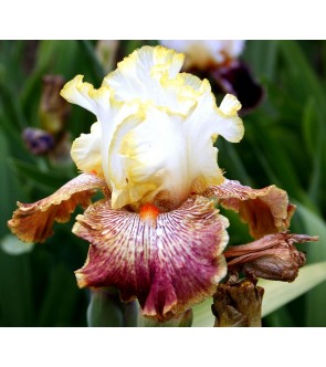 Iris germanica profumato...