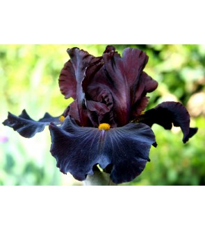 Iris germanica profumato Massimo novità