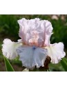 Iris germanica profumato...