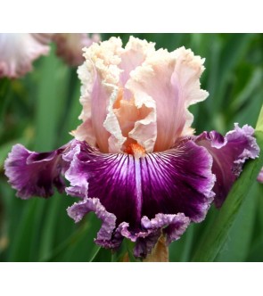 Iris germanica Stefania novità